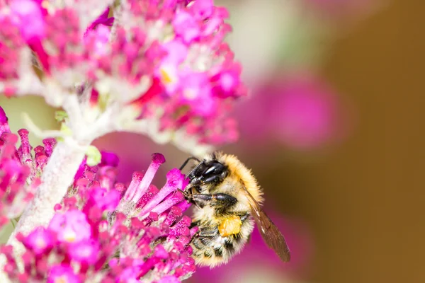 Honeybe à la fleur de bouddleia pourpre — Photo