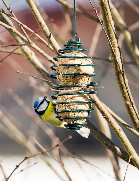 Blue tit bird eating at a bird feeder — Stock Photo, Image