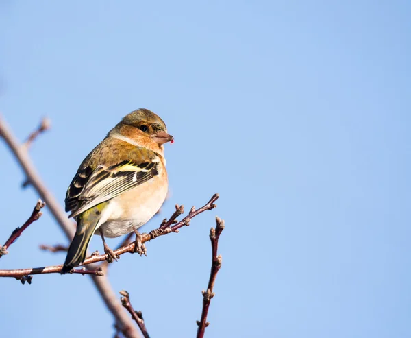 Звичайна пташка, що сидить на дереві — стокове фото