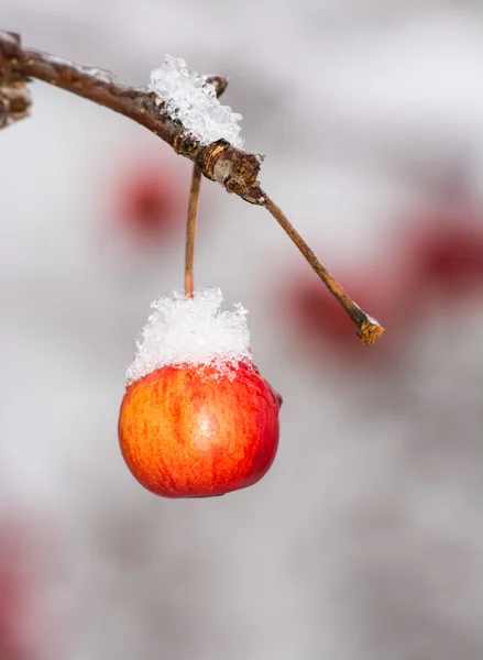 Pomme mûre recouverte de neige — Photo