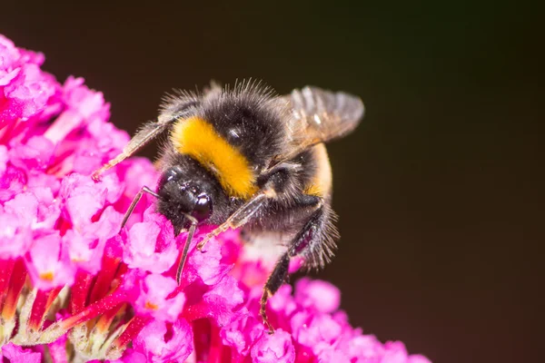 Bublebee on a buddleia flower — Stock Photo, Image