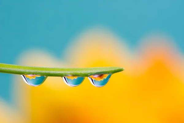 Flower refraction in dew drops on a blade of grass — Stock Photo, Image