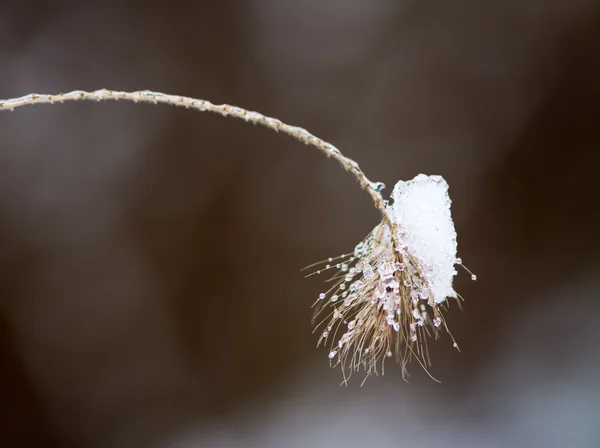 Fruset gräs med lite snö på det — Stockfoto