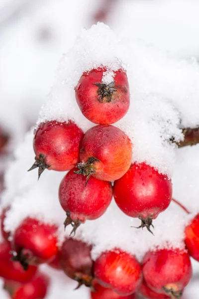 Maçãs maduras cobertas de neve — Fotografia de Stock