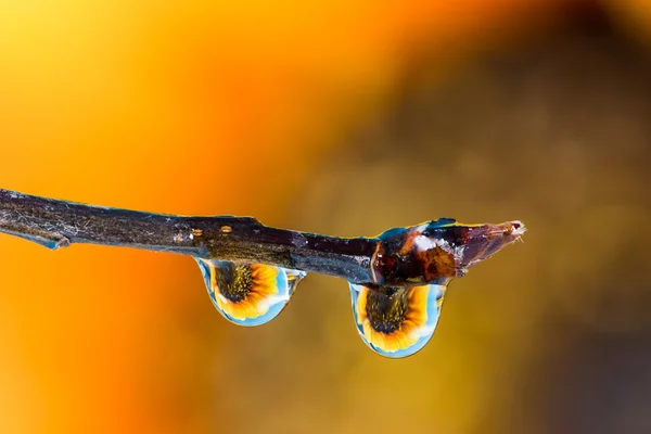 Flower refraction in dew drops on a twig — Stock Photo, Image