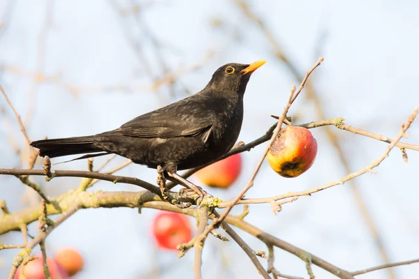 Commonb blackbird ในต้นแอปเปิ้ล — ภาพถ่ายสต็อก
