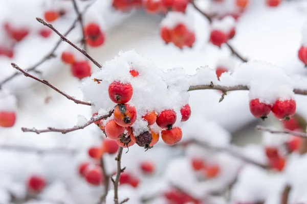 Mogna äpplen täckta med snö — Stockfoto