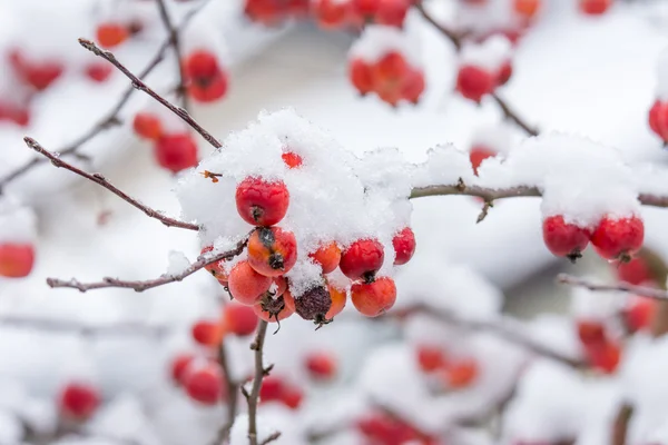 Pommes mûres recouvertes de neige — Photo