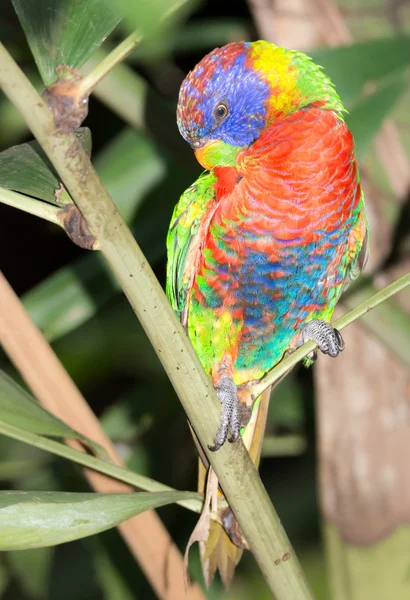 Kokosowy papuga lorikeet — Zdjęcie stockowe