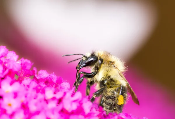Pszczoła na buddleia fioletowe kwiaty — Zdjęcie stockowe