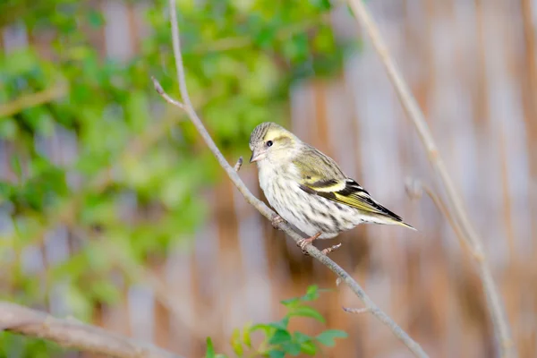 Siskin eurasiatica seduta su un ramoscello — Foto Stock