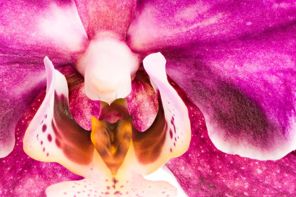 Lila orkidé blomma makro — Stockfoto