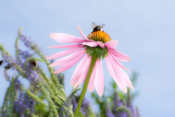 Echinacée fleur avec bourdon — Photo