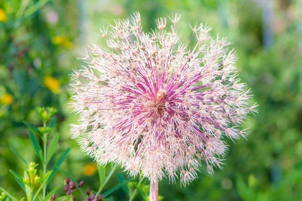 Dry allium giganteum flower — Stock Photo, Image