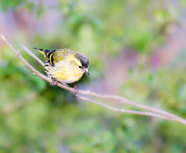 Siskin eurasiatica seduta su un ramoscello — Foto Stock