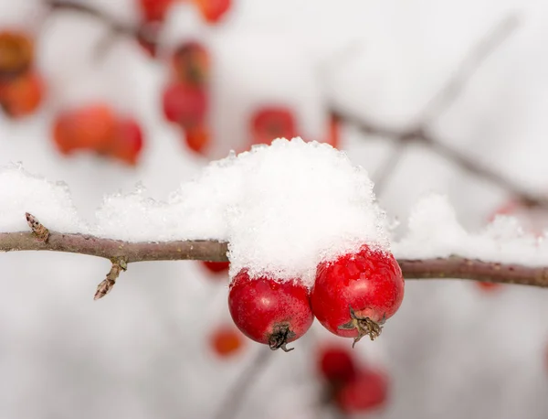 Mogna äpplen täckta med snö — Stockfoto