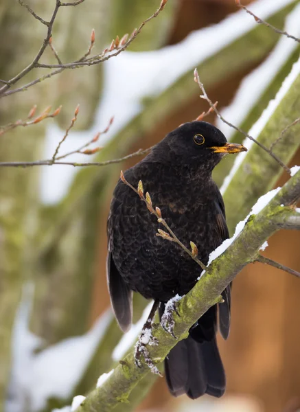 Blackbird sentado em um ramo coberto de neve — Fotografia de Stock