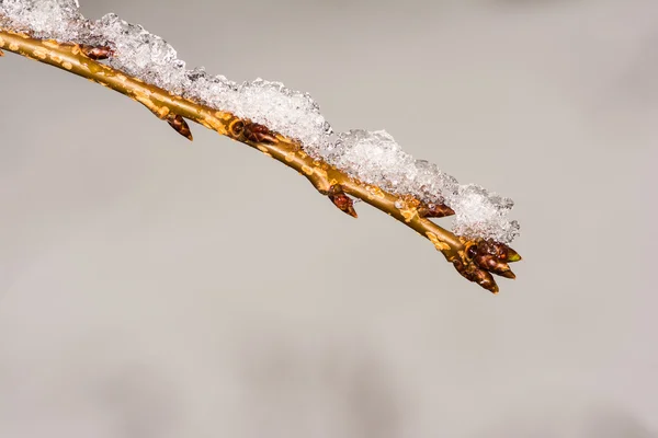 Kvist med knoppar är täckt av snö — Stockfoto