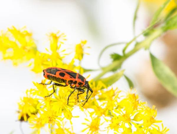 Firebug na žluté květině — Stock fotografie