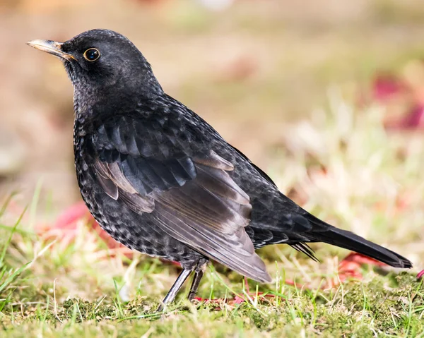 Closeup of a Common Blackbird — Stock Photo, Image