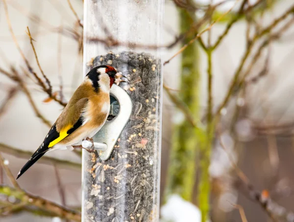 Goldfinch europeu em um alimentador de pássaros — Fotografia de Stock