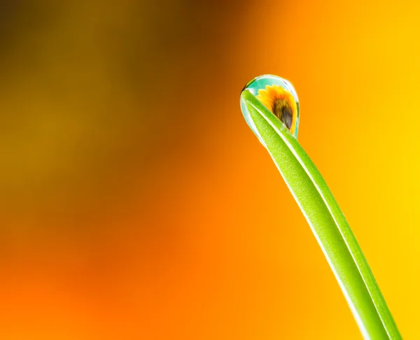 Blomma refraktion i en dagg droppe på ett grässtrå — Stockfoto