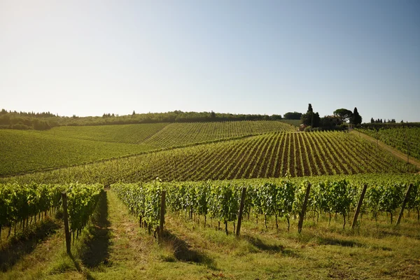 Piante sul campo di vigneto — Foto Stock