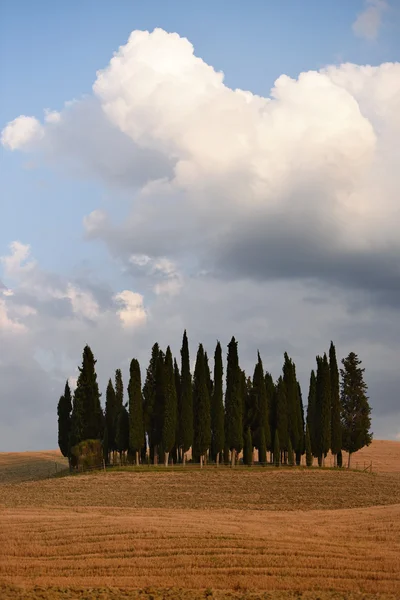 Árvores de cipreste entre campo de fazenda madura. Val d 'Orcia, Toscana — Fotografia de Stock