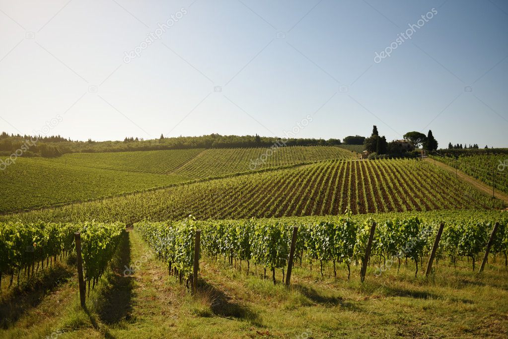 plants on vineyard field