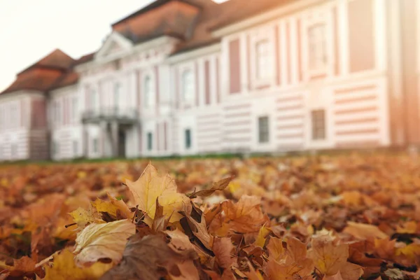 Herfstbladeren Het Park Slovenië — Stockfoto