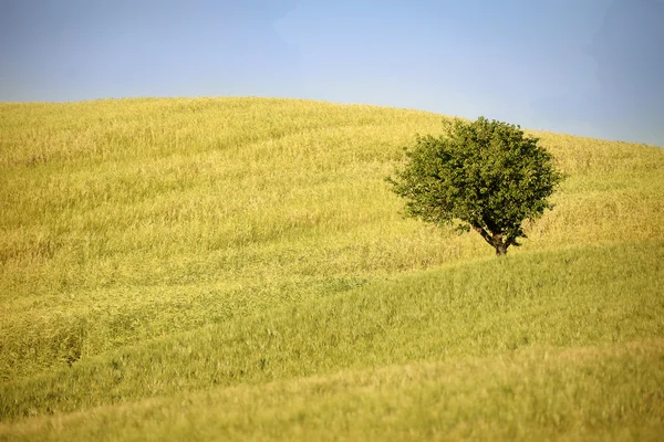 Árbol solitario — Foto de Stock