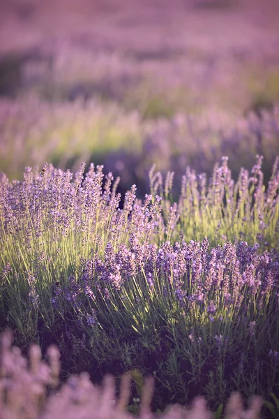 Lavanda — Fotografia de Stock