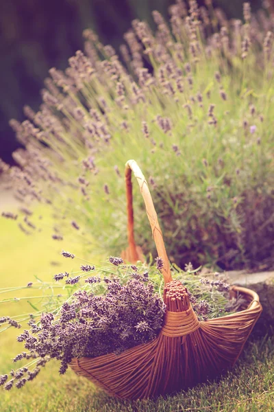 Lavendel im Weidenkorb — Stockfoto