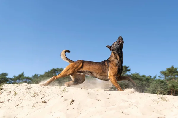 Ein Belgischer Schäferhund Oder Malinois Hund Beim Fangen Mit Einem — Stockfoto