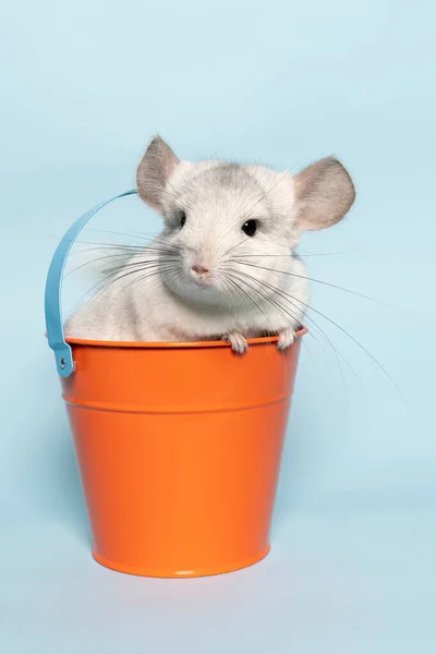 Lindo Chinchilla Blanca Cubo Sobre Fondo Azul Mirando Cámara —  Fotos de Stock