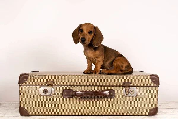 Retrato Cachorro Salchicha Moreno Sentado Una Maleta Aislada Sobre Fondo — Foto de Stock