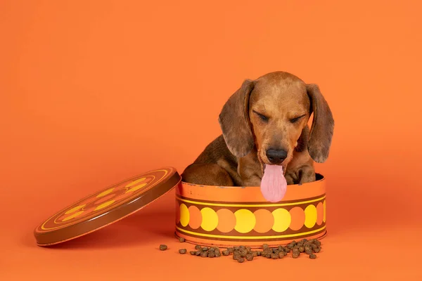 Porträt Eines Braunen Dackelwelpen Der Einem Orangefarbenen Keksglas Auf Orangefarbenem — Stockfoto