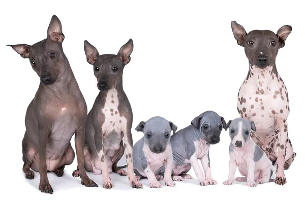 Familia American Hairless Terriers Cachorros Adultos Aislados Sobre Fondo Blanco — Foto de Stock