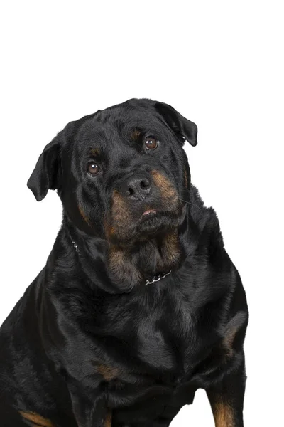 Portré Egy Felnőtt Rottweiler Kutya Izolált Fehér Alapon — Stock Fotó