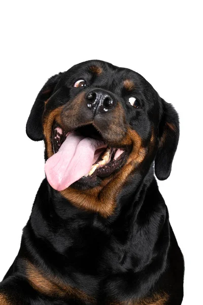 Yetişkin bir Rottweiler köpeğinin portresi beyaz arka planda izole edilmiş komik bir dile bakıyor.
