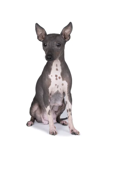 白い背景に隔離されたアメリカの毛のないテリア犬 — ストック写真