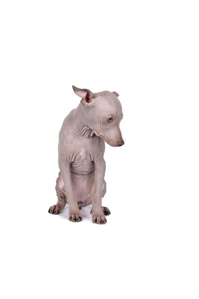 白い背景に隔離されたアメリカの毛のないテリア犬 — ストック写真
