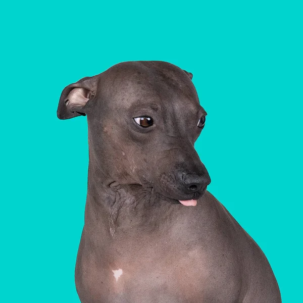 Americký Bezsrstý Teriér Pes Vyplazeným Jazykem Modrém Pozadí — Stock fotografie