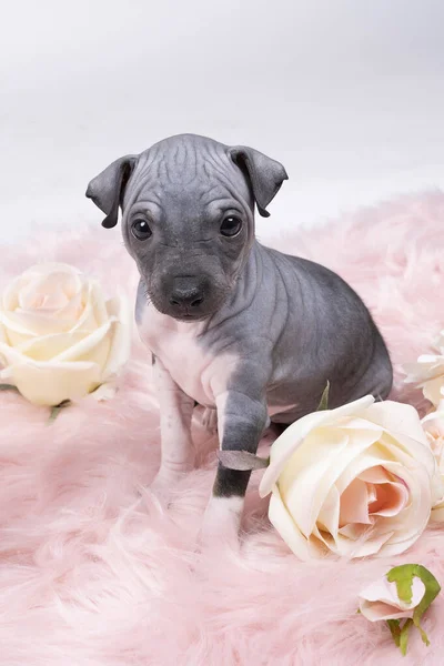 Amerikan Kılsız Teriyer Köpeği Pembe Çiçeklerle Pembe Kürklü Bir Battaniyeye — Stok fotoğraf