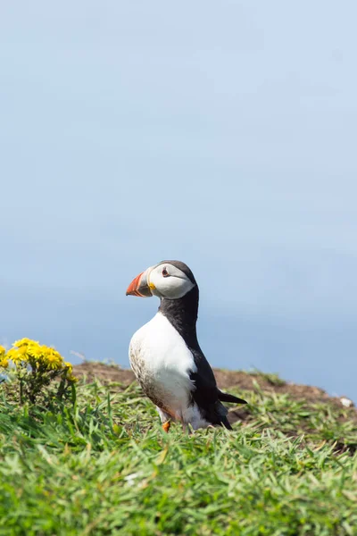 Atlantic puffins, the common puffin, seabirds in the auk family, on the Treshnish Isles in Scotland UK