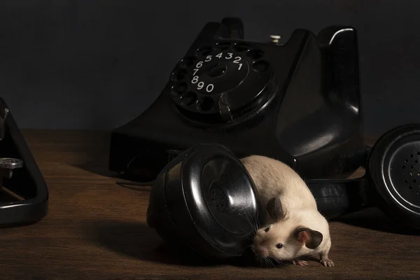 Ein Stillleben Mit Siamesischen Mäusen Auf Schreibmaschine Und Telefon Das — Stockfoto