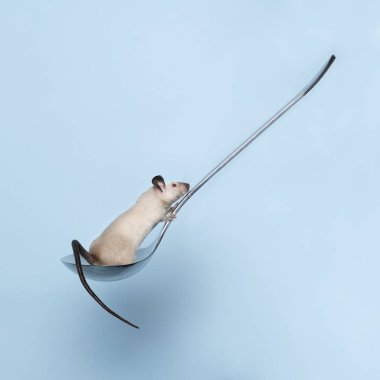 Küçük sevimli siyam faresi, yumuşak mavi bir arka planda çorba kaşığına tırmanıyor.