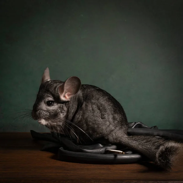 Söt Chinchilla Stilleben Med Cykel Bedömningar Ett Bord — Stockfoto