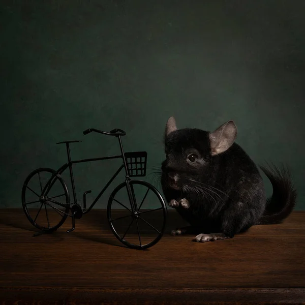 Söt Chinchilla Stilleben Med Cykel Bedömningar Ett Bord — Stockfoto
