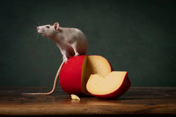 A Cute white rat sitting on a red Edam cheese stillife green background